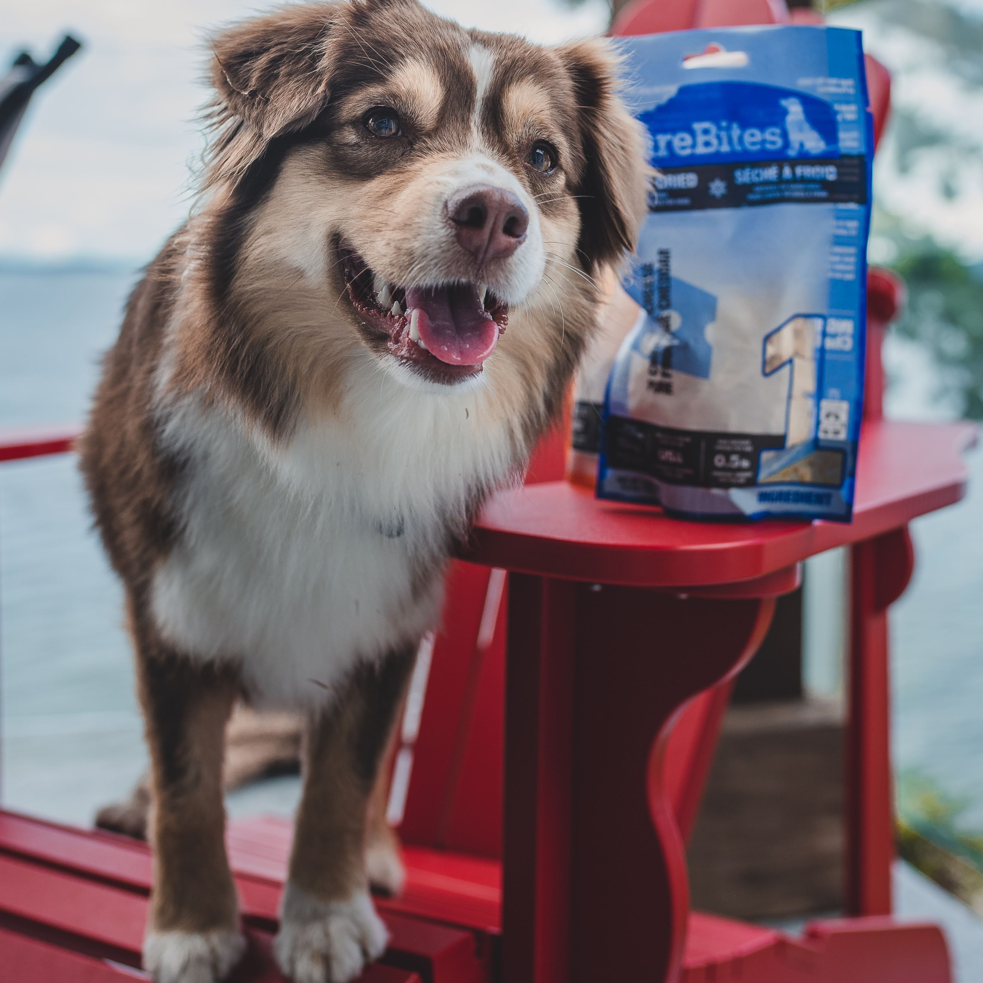 Dog Treats Food For Australian Shepherd Puppy Dog Treats Blue