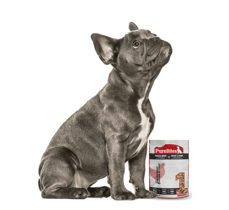 Gray French Bulldog sitting on a transparent background